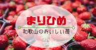 和歌山県の大粒いちご【まりひめ】は今まで食べた苺の中で一番おいしかった！